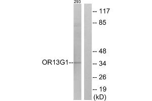 Western blot analysis of extracts from 293 cells, using OR13G1 antibody. (OR13G1 antibody  (C-Term))