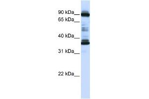LOC645015 antibody used at 1 ug/ml to detect target protein. (LOC645015 (N-Term) antibody)