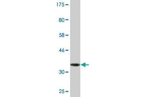 NUBP1 antibody  (AA 222-320)