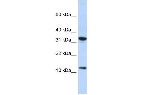 BTF3P11 antibody  (N-Term)