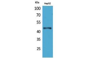 Western Blotting (WB) image for anti-Homeobox D3 (HOXD3) (Internal Region) antibody (ABIN3187731) (HOXD3 antibody  (Internal Region))