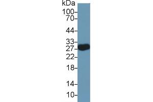 Detection of MOG in Mouse Cerebellum lysate using Polyclonal Antibody to Myelin Oligodendrocyte Glycoprotein (MOG) (MOG antibody  (AA 28-152))