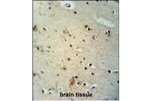 CIC antibody (N-term) (ABIN654662 and ABIN2844358) immunohistochemistry analysis in formalin fixed and paraffin embedded human brain tissue followed by peroxidase conjugation of the secondary antibody and DAB staining. (CIC antibody  (N-Term))