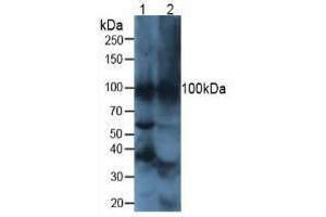 Figure. (ATP4A antibody  (AA 786-1014))