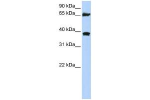 WB Suggested Anti-HSPA9 Antibody Titration:  0. (HSPA9 antibody  (C-Term))