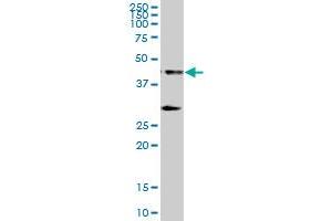 RCC1 MaxPab polyclonal antibody. (RCC1 antibody  (AA 1-421))