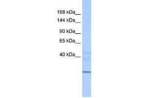 WB Suggested Anti-ZNHIT1 Antibody Titration:  0. (ZNHIT1 antibody  (N-Term))