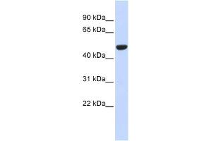WB Suggested Anti-IDH2 Antibody Titration:  0. (IDH2 antibody  (Middle Region))