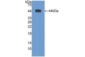 NPPA anticorps  (AA 25-152)
