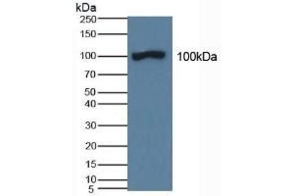 DAO antibody  (AA 347-466)