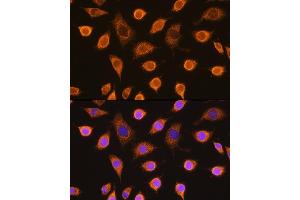 Immunofluorescence analysis of L929 cells using SDHB Rabbit pAb (ABIN6131588, ABIN6147472, ABIN6147474 and ABIN6215002) at dilution of 1:100. (SDHB antibody  (AA 29-280))