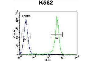 CRFR2 Antibody (D35) flow cytometric analysis of K562 cells (right histogram) compared to a negative control cell (left histogram). (CRHR2 antibody  (AA 27-58))