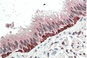 ABIN570814 (5µg/ml) staining of paraffin embedded Human Bronchus. (FOXI3 antibody  (Internal Region))
