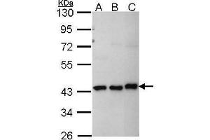 WB Image Sample (30 ug of whole cell lysate) A: A431 , B: H1299 C: Hep G2 , 10% SDS PAGE MKRN1 antibody antibody diluted at 1:1000 (MKRN1 antibody)