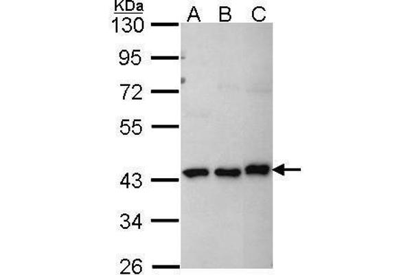 MKRN1 antibody