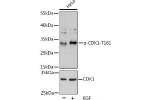 Western blot analysis of extracts of HeLa cells using Phospho-CDK1(T161) Polyclonal Antibody at dilution of 1:1000. (CDK1 antibody  (pThr161))