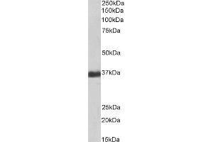 Biotinylated ABIN4902637 (1µg/ml) staining of Human Liver lysate (35µg protein in RIPA buffer), exactly mirroring its parental non-biotinylated product. (GAPDH antibody  (Internal Region) (Biotin))
