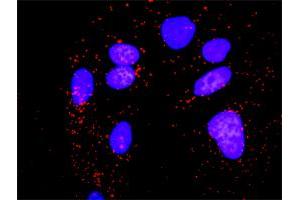 Proximity Ligation Analysis of protein-protein interactions between PPM1B and CHUK. (PPM1B antibody  (AA 1-479))