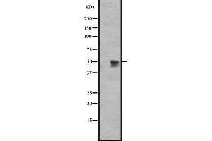 Western blot analysis of GPR12 expression in HEK293 cells ,The lane on the left is treated with the antigen-specific peptide. (G Protein-Coupled Receptor 12 antibody  (C-Term))