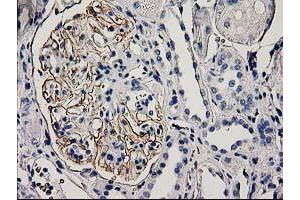 Immunohistochemical staining of paraffin-embedded Human Kidney tissue using anti-PDLIM2 mouse monoclonal antibody.