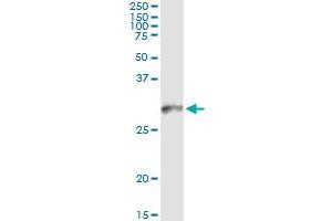 Immunoprecipitation of HLA-DMB transfected lysate using anti-HLA-DMB monoclonal antibody and Protein A Magnetic Bead , and immunoblotted with HLA-DMB MaxPab rabbit polyclonal antibody. (HLA-DMB antibody  (AA 22-129))