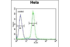 Flow cytometric analysis of Hela cells (right histogram) compared to a negative control cell (left histogram). (AGXT2 antibody  (C-Term))