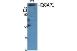 Western Blot (WB) analysis of specific cells using IQGAP1 Polyclonal Antibody.