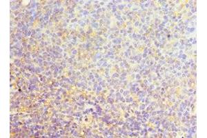 Immunohistochemistry of paraffin-embedded human tonsil tissue using ABIN7168971 at dilution of 1:100 (SRSF4 antibody  (AA 1-180))