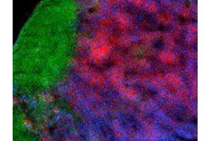 Immunofluorescence (IF) image for anti-CD4 (CD4) antibody (Alexa Fluor 647) (ABIN2657782) (CD4 antibody  (Alexa Fluor 647))