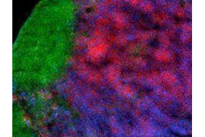 Immunofluorescence (IF) image for anti-CD4 (CD4) antibody (Alexa Fluor 647) (ABIN2657781) (CD4 antibody  (Alexa Fluor 647))