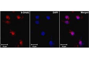 Image no. 1 for anti-8-Hydroxyguanosine (8-OHDG) antibody (ABIN466937) (8-OHDG antibody)