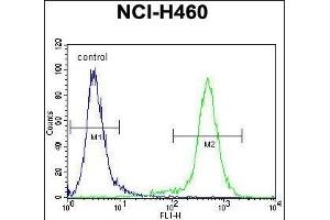 LCN9 Antibody (N-term) (ABIN655673 and ABIN2845139) flow cytometric analysis of NCI- cells (right histogram) compared to a negative control cell (left histogram).
