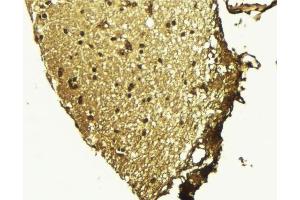 ABIN6268887 at 1/100 staining Mouse brain tissue by IHC-P. (PRKDC antibody  (C-Term))