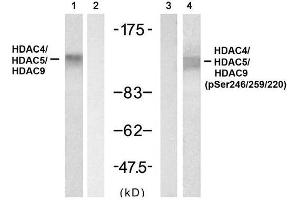 Western blot analysis of extracts from 3T3 cell using HDAC4/ HDAC5/HDAC9 (Ab-246/259/220) Antibody (E021517, Lane 1 and 2) and HDAC4/ HDAC5/HDAC9 (phospho- Ser246/ 259/ 220) Antibody (E011517, Lane 3 and 4). (HDAC4/HDAC5/HDAC9 antibody)