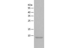 Western Blotting (WB) image for Neurogranin (NRGN) (AA 1-78) protein (His tag) (ABIN7124151) (Neurogranin Protein (NRGN) (AA 1-78) (His tag))