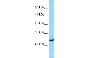 Host:  Rabbit  Target Name:  E2f7  Sample Type:  Rat Testis lysates  Antibody Dilution:  1. (E2F7 antibody  (Middle Region))