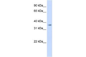 WB Suggested Anti-TMEM30B Antibody Titration:  0. (TMEM30B antibody  (Middle Region))
