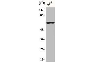Western Blot analysis of HuvEc cells using ADCK5 Polyclonal Antibody (ADCK5 antibody  (Internal Region))