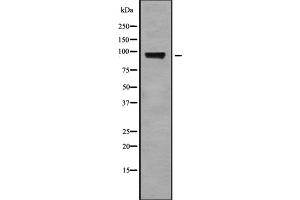 Western blot analysis StIp1 using HT29 whole cell lysates (ELP2 antibody  (Internal Region))