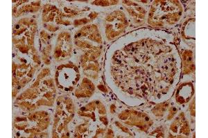 IHC image of ABIN7165879 diluted at 1:300 and staining in paraffin-embedded human kidney tissue performed on a Leica BondTM system. (POGLUT1 antibody  (AA 132-392))