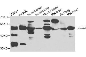 Western blot analysis of extracts of various cell lines, using SCG3 antibody.