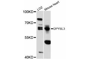 Western blot analysis of extracts of various cell lines, using DPYSL3 antibody (ABIN5997618) at 1:3000 dilution. (DPYSL3 antibody)