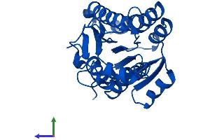AlphaFold protein structure predicition of Mouse Recombinant Bdh2 Protein, UniprotID Q8JZV9