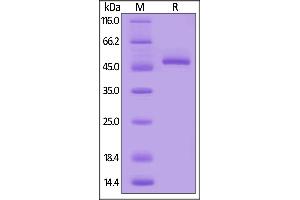 Mouse BAFF, Mouse IgG2a Fc Tag, low endotoxin on  under reducing (R) condition. (BAFF Protein (AA 127-309) (Fc Tag))