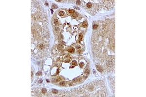 ABIN5539844 (2µg/ml) staining of paraffin embedded Human Kidney. (SGK1 antibody  (C-Term))