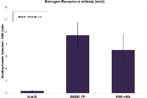 Estrogen Receptor-a antibody (mAb) tested by ChIP. (Estrogen Receptor alpha antibody  (C-Term))