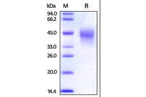 Rhesus macaque OX40, His Tag on SDS-PAGE under reducing (R) condition. (TNFRSF4 Protein (AA 28-214) (His tag))