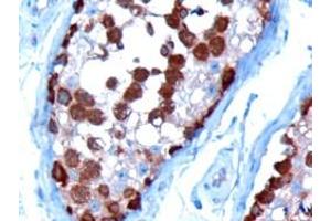 ABIN185185 (10µg/ml) staining of paraffin embedded Human Testis. (TCP1 alpha/CCTA antibody  (C-Term))