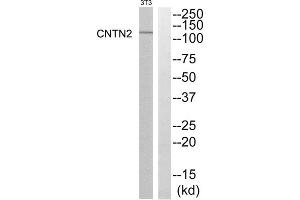 Western blot analysis of extracts from NIH-3T3 cells, using CNTN2 antibody. (CNTN2 antibody  (N-Term))