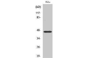 Western Blotting (WB) image for anti-Forkhead Box B2 (FOXB2) (Internal Region) antibody (ABIN3184651) (FOXB2 antibody  (Internal Region))